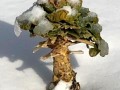 53-Broccoli-in-Snow