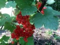 54-Currants