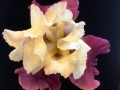 55-Maroon-Cream-Iris