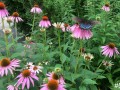 56-Purple-Coneflower-Butterfly