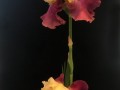 58-Tall-Maroon-Cream-Irises