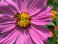 59-Cosmos-Bee