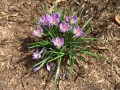 6-Crocus