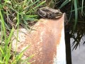 60-Leopard-Frog