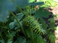 61-Monarch-Caterpillar