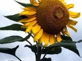 62-Sunflower