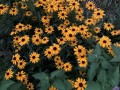 65-Brown-Eyed-Susan