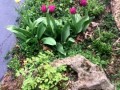 8-Tulips-Rock-Garden