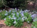9-Bluebells