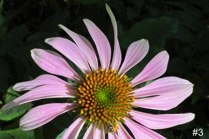 3-Coneflower-with-Bee
