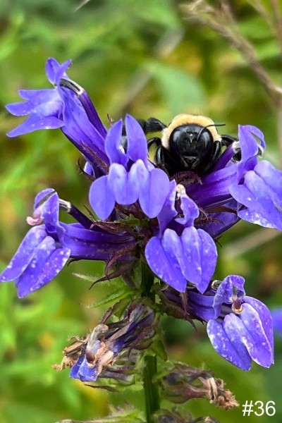 36-Great-Blue-Lobelia-Bee
