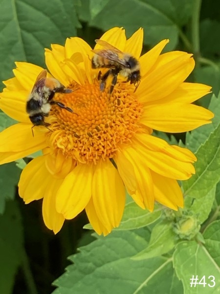 43-Sunflower-Bees