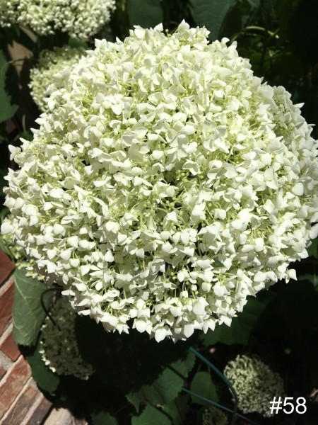 58-White-Hydrangea