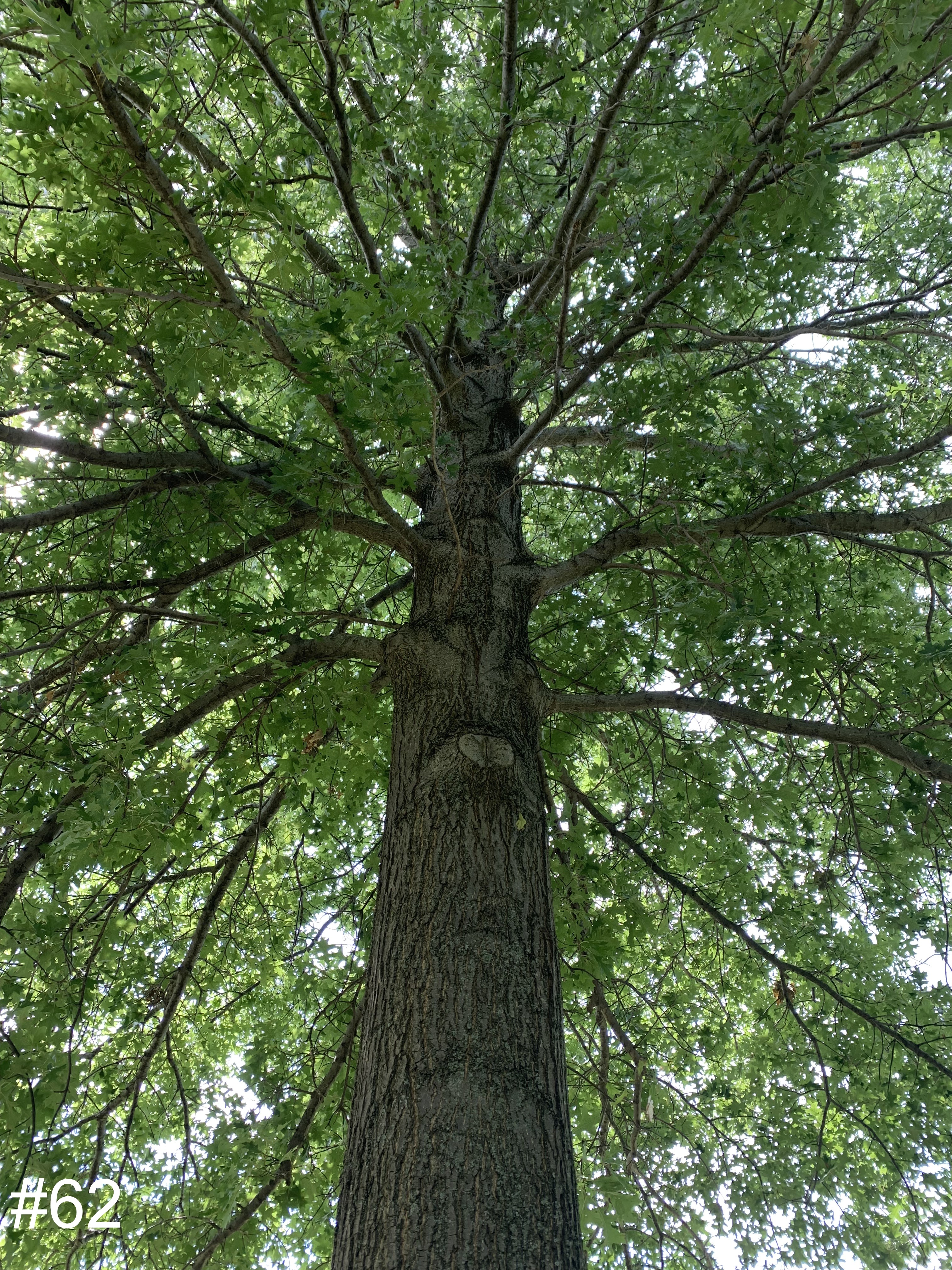 62-Oak-Tree-Volo-Bog