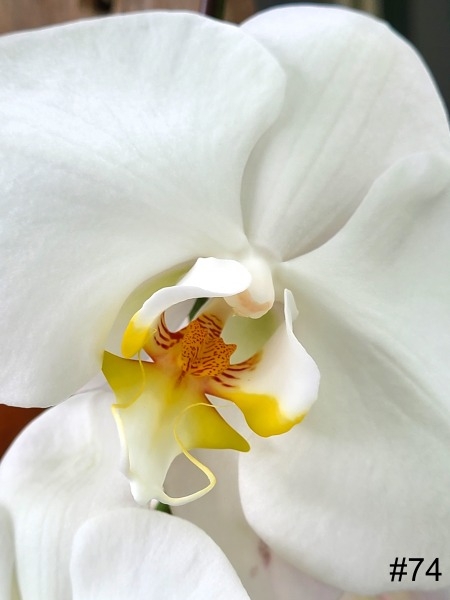 74-Phalaenopsis-Orchid