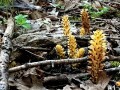 1-American-cancer-root