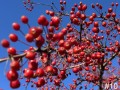 10-Crabapples