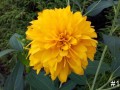 14-Heliopsis