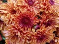 15-Orange-Red-Mums