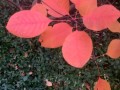 17-Smoke-Bush