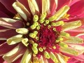 19-Yellow-Pink-Zinnia
