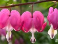 2-Bleeding-Hearts