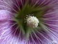 20-Tree-Mallow