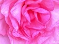 21-Pink-Peony
