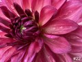 22-Red-Dahlia