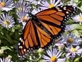 23-Aster-Monarch