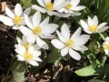 24-Bloodroot-Libertyville