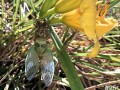 25-Cicada-on-Stella-Doro-Daylily-Libertyville