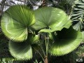 26-Fan-Palm-Garfield-Park-Conservatory