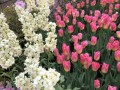 27-Spring-Show-Garfield-Park-Conservatory