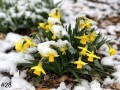 28-Tete-A-Tete-Daffodils-Libertyville