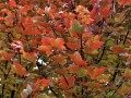 29-Autumn-Blaze-Maple-leaves