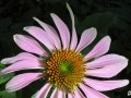 3-Coneflower-with-Bee