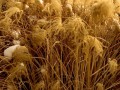 31-Nepal-Silver-Grass
