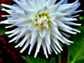 32-White-Dahlia