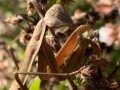 34-Praying-Mantis