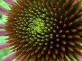 39-Purple-Coneflower