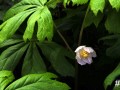 4-Mayapple-Bloom