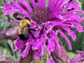 40-Bee-Balm-Bee