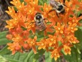 41-Butterfly-Weed-Bees