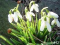 42-Sundrops