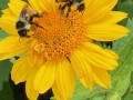 43-Sunflower-Bees