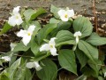 44-Trillium