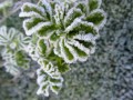 46-Frost-on-Rugosa-Rubra-Rose-Foliage