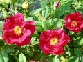 48-James-Mason-Hybrid-Gallica-Rose
