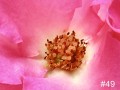 49-Stamens-of-Dancing-Pink.-Floribunda
